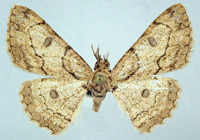 /filer/webapps/moths/media/images/M/marginata_Orbamia_PTM_ZSMa.jpg