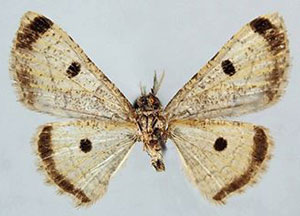 /filer/webapps/moths/media/images/M/marginata_Orbamia_PTM_ZSMb.jpg