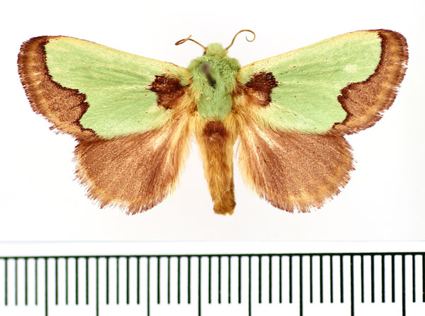 /filer/webapps/moths/media/images/M/marginata_Parasa_AF_BMNH.jpg