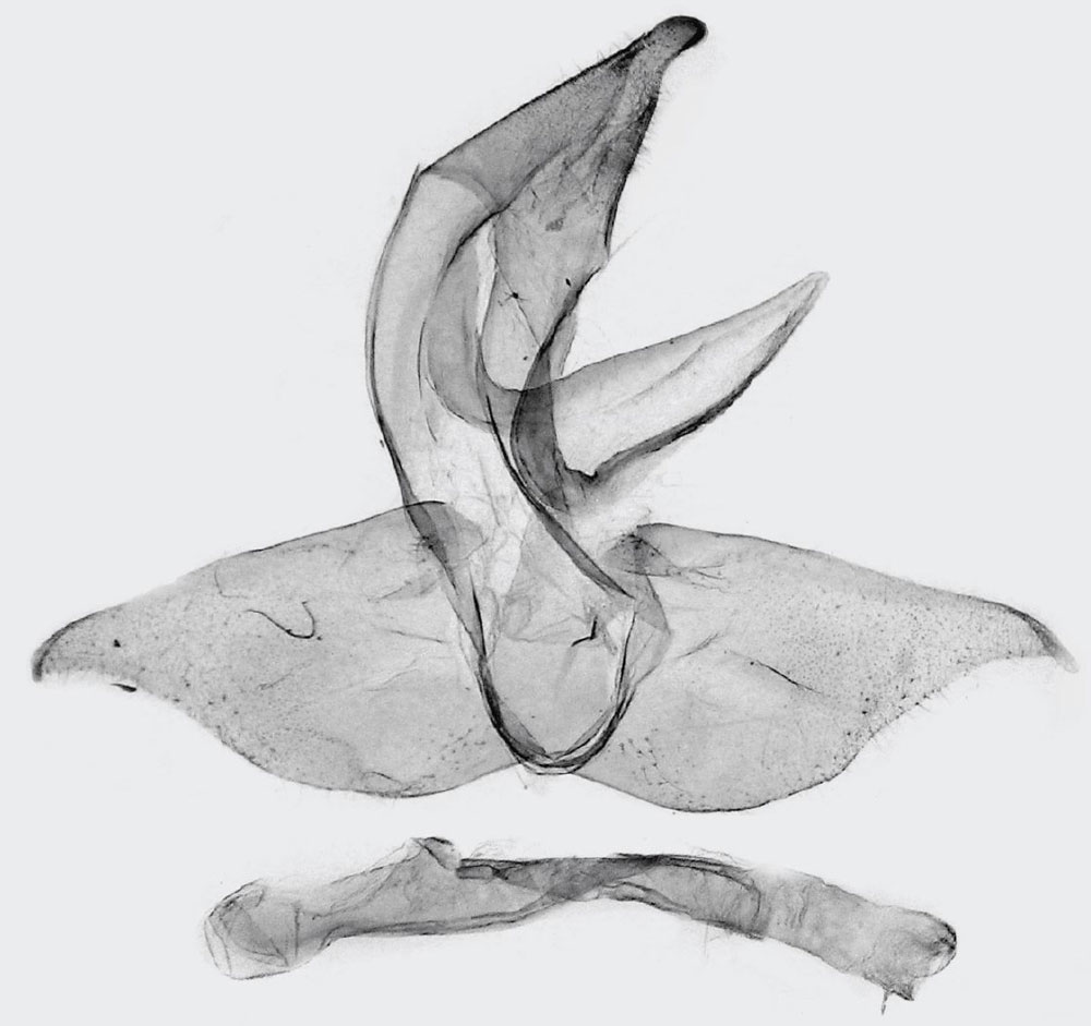 /filer/webapps/moths/media/images/M/marginata_Parasa_GMHT_BMNH.jpg