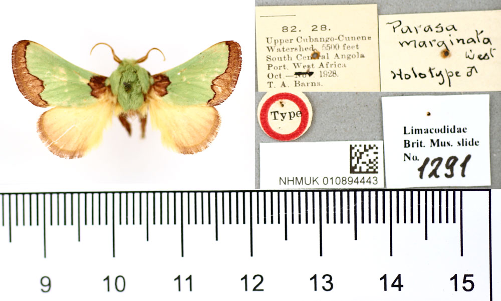 /filer/webapps/moths/media/images/M/marginata_Parasa_HT_BMNH.jpg