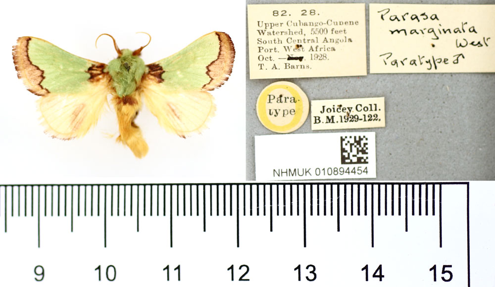 /filer/webapps/moths/media/images/M/marginata_Parasa_PT_BMNH.jpg