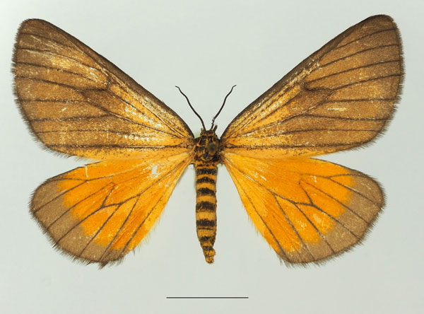 /filer/webapps/moths/media/images/M/marginata_Petovia_AF_Basquina.jpg