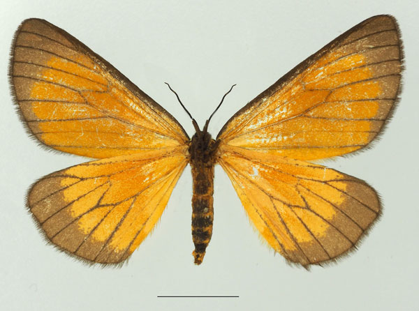 /filer/webapps/moths/media/images/M/marginata_Petovia_AF_Basquinb.jpg