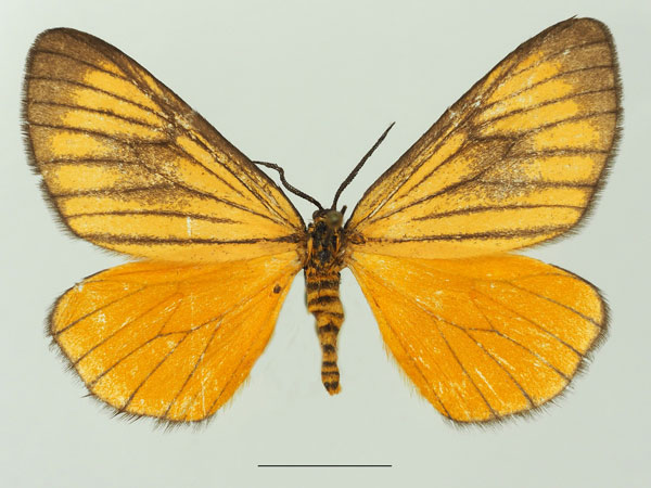 /filer/webapps/moths/media/images/M/marginata_Petovia_AM_Basquina.jpg