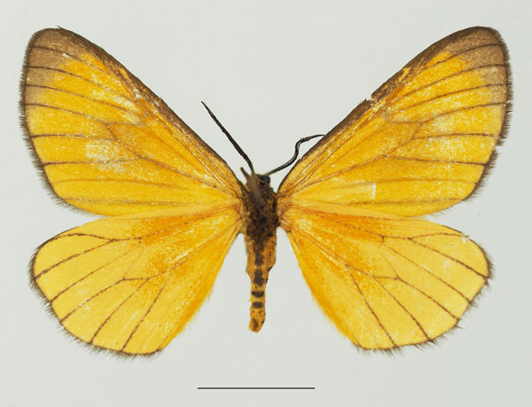 /filer/webapps/moths/media/images/M/marginata_Petovia_AM_Basquinb.jpg