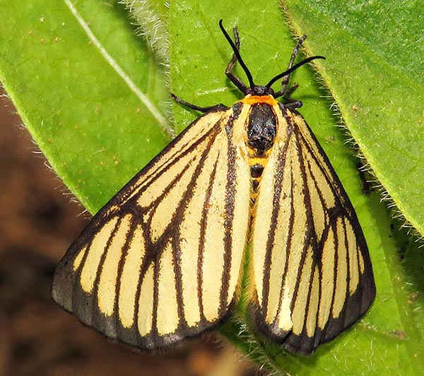 /filer/webapps/moths/media/images/M/marginata_Petovia_A_Braun_12.jpg