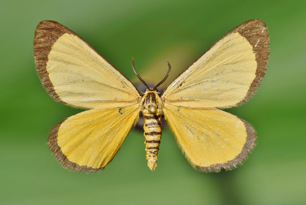 /filer/webapps/moths/media/images/M/marginata_Petovia_A_Butler.jpg