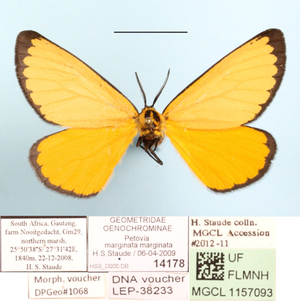 /filer/webapps/moths/media/images/M/marginata_Petovia_A_MGCLa_01.jpg