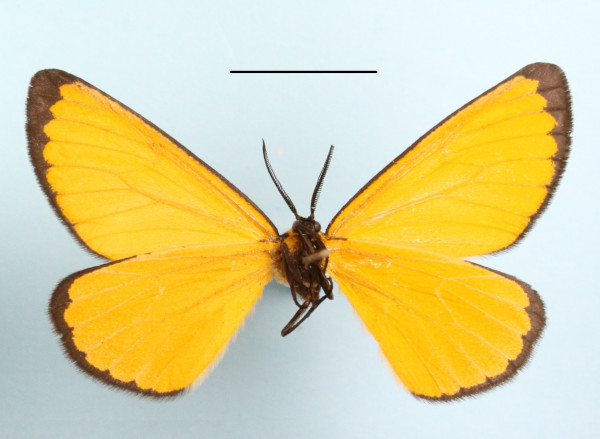 /filer/webapps/moths/media/images/M/marginata_Petovia_A_MGCLb_01.jpg