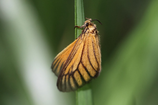 /filer/webapps/moths/media/images/M/marginata_Petovia_A_Voaden.jpg