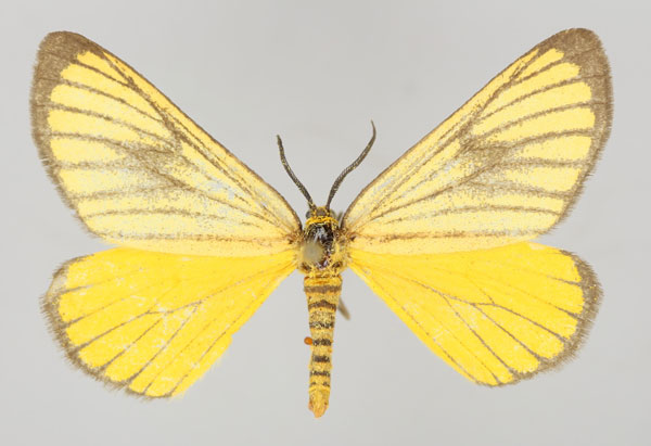 /filer/webapps/moths/media/images/M/marginata_Petovia_A_ZSM_01.jpg