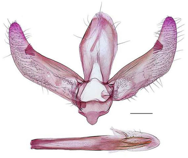 /filer/webapps/moths/media/images/M/marginata_Spulerina_GMHT_RBINS.jpg
