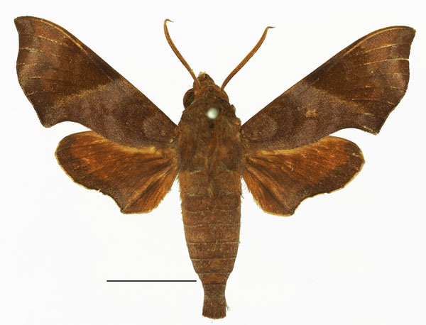 /filer/webapps/moths/media/images/M/marginata_Temnora_AM_01a.jpg