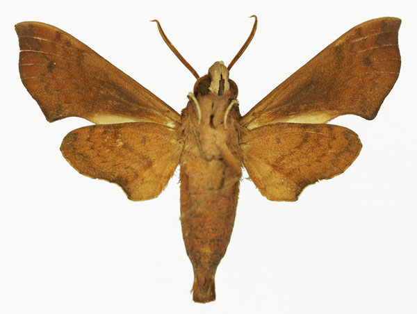 /filer/webapps/moths/media/images/M/marginata_Temnora_AM_01b.jpg