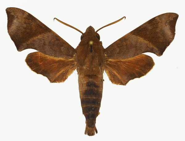 /filer/webapps/moths/media/images/M/marginata_Temnora_AM_02.jpg