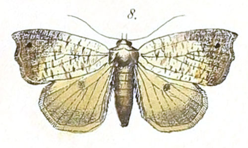 /filer/webapps/moths/media/images/M/marginea_Acripia_Felder_111_8.jpg