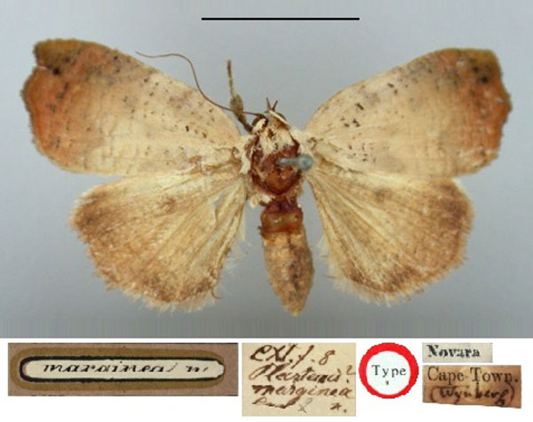 /filer/webapps/moths/media/images/M/marginea_Plastenis_HT_BMNH.jpg