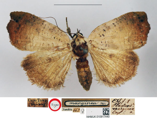 /filer/webapps/moths/media/images/M/marginea_Plastenis_HT_NHMUK.jpg