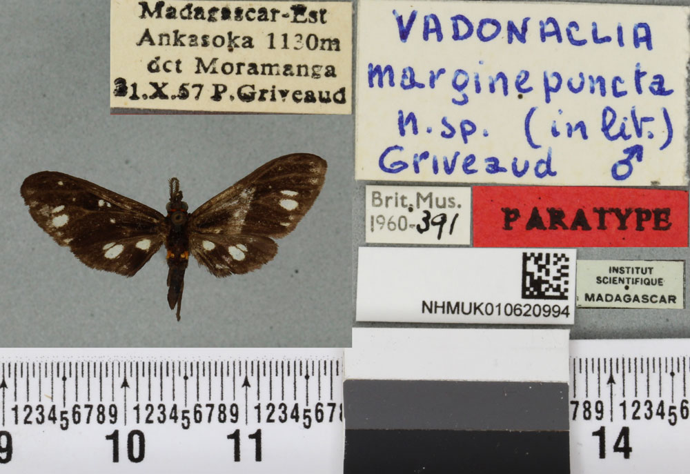 /filer/webapps/moths/media/images/M/marginepuncta_Vadonaclia_PTM_BMNHa.jpg