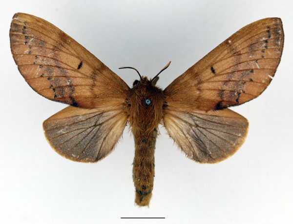 /filer/webapps/moths/media/images/M/marginepunctata_Borocera_AF_Basquin_01.jpg