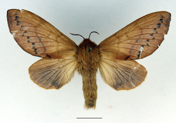 /filer/webapps/moths/media/images/M/marginepunctata_Borocera_AF_Basquin_02.jpg