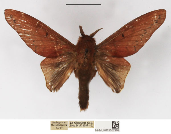 /filer/webapps/moths/media/images/M/marginepunctata_Borocera_AM_NHMUK.jpg