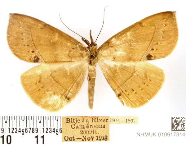 /filer/webapps/moths/media/images/M/marginepunctata_Deinypena_AF_BMNH.jpg