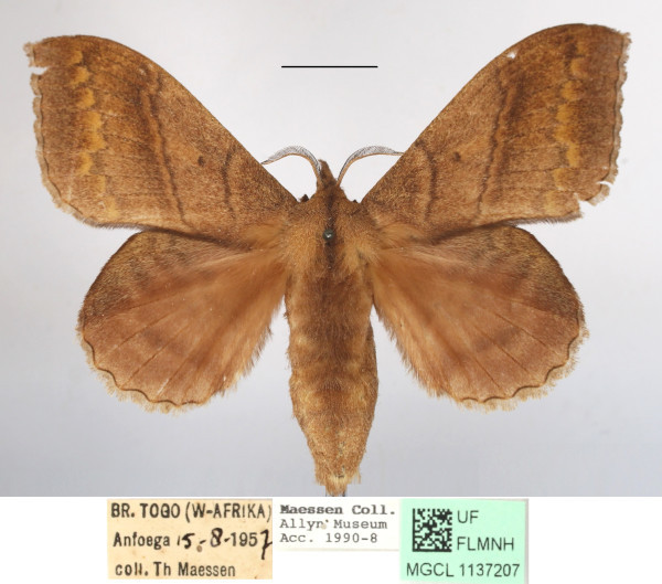 /filer/webapps/moths/media/images/M/marginepunctata_Leipoxais_AF_MGCLa_01.JPG