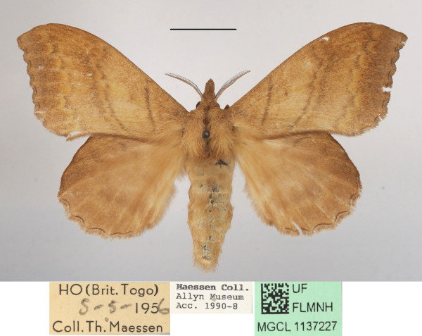 /filer/webapps/moths/media/images/M/marginepunctata_Leipoxais_AF_MGCLa_03.JPG