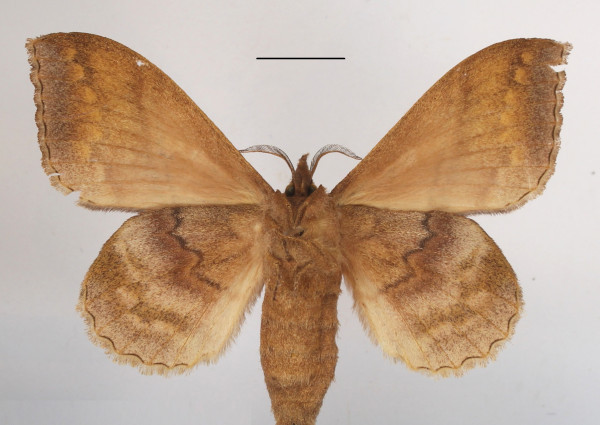 /filer/webapps/moths/media/images/M/marginepunctata_Leipoxais_AF_MGCLb_01.JPG