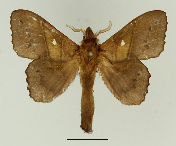 /filer/webapps/moths/media/images/M/marginepunctata_Leipoxais_AM_Basquin_01.jpg
