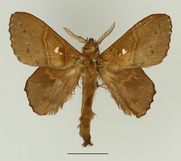 /filer/webapps/moths/media/images/M/marginepunctata_Leipoxais_AM_Basquin_02.jpg