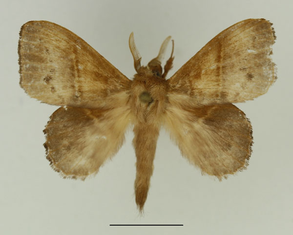 /filer/webapps/moths/media/images/M/marginepunctata_Leipoxais_AM_Basquin_03.jpg