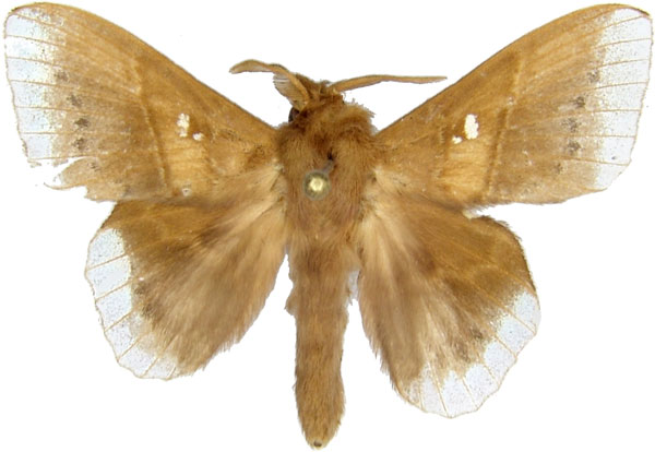 /filer/webapps/moths/media/images/M/marginepunctata_Leipoxais_AM_MCJM.jpg