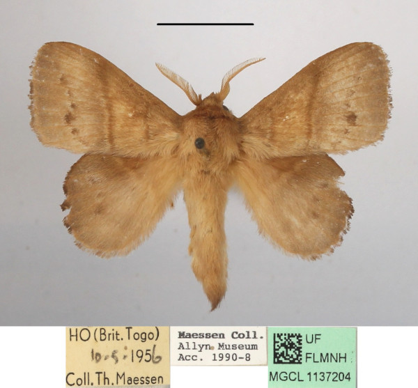 /filer/webapps/moths/media/images/M/marginepunctata_Leipoxais_AM_MGCLa_02.JPG