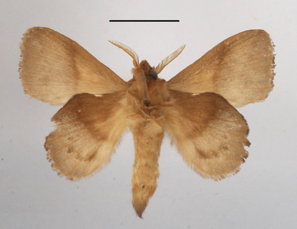 /filer/webapps/moths/media/images/M/marginepunctata_Leipoxais_AM_MGCLb_02.JPG