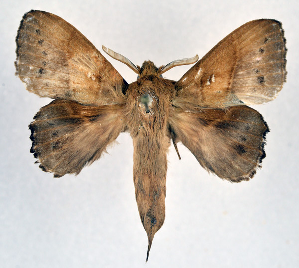 /filer/webapps/moths/media/images/M/marginepunctata_Leipoxais_AM_NHMO.jpg