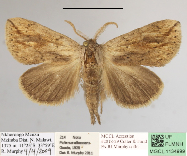 /filer/webapps/moths/media/images/M/marginestriatus_Lopiena_AM_MGCLa_01.JPG