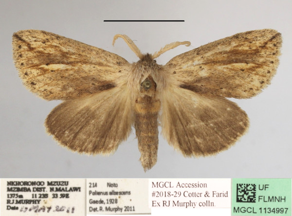 /filer/webapps/moths/media/images/M/marginestriatus_Lopiena_AM_MGCLa_02.JPG