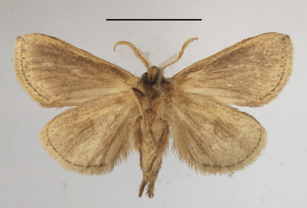 /filer/webapps/moths/media/images/M/marginestriatus_Lopiena_AM_MGCLb_01.JPG