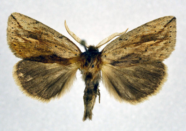 /filer/webapps/moths/media/images/M/marginestriatus_Lopiena_AM_NHMO.jpg