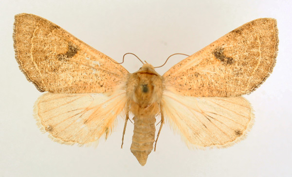 /filer/webapps/moths/media/images/M/marginifera_Ctenusa_AF_TMSA_01.jpg