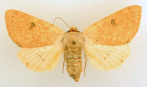 /filer/webapps/moths/media/images/M/marginifera_Ctenusa_AF_TMSA_02.jpg