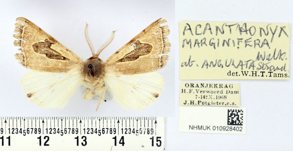 /filer/webapps/moths/media/images/M/marginifera_Ctenusa_AM_BMNH.jpg
