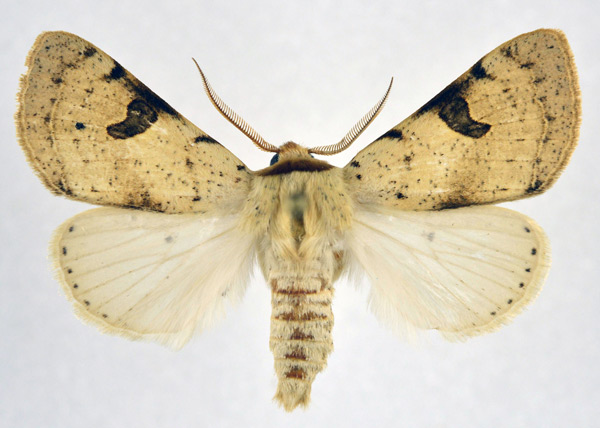 /filer/webapps/moths/media/images/M/marginifera_Ctenusa_AM_NHMO.jpg