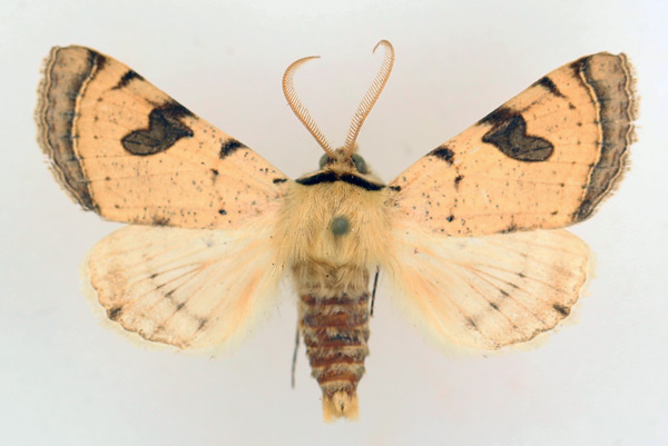 /filer/webapps/moths/media/images/M/marginifera_Ctenusa_AM_TMSA_01.jpg