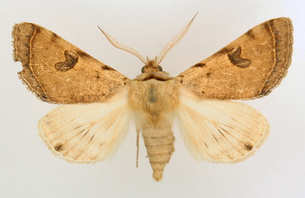 /filer/webapps/moths/media/images/M/marginifera_Ctenusa_AM_TMSA_02.jpg