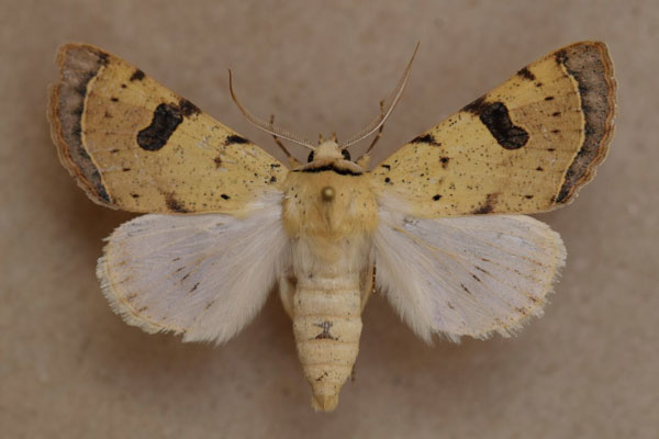 /filer/webapps/moths/media/images/M/marginifera_Ctenusa_A_Butler.jpg