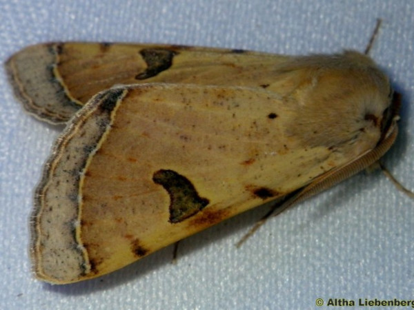 /filer/webapps/moths/media/images/M/marginifera_Ctenusa_A_Liebenberg_01.jpg